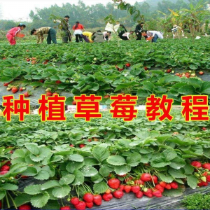 草莓种植技术全套视频教程大全科学培训方法经验大棚栽培教程资料-筠熙虚拟仓