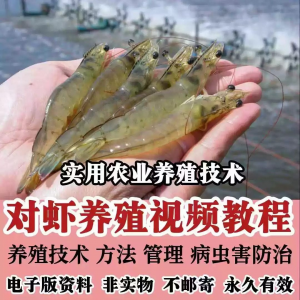 对虾养殖技术视频教学教程水质管理日常养护疾病防治南美白素材-筠熙虚拟仓