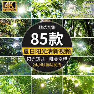 4K夏日阳光透过树叶森林空境升格大自然唯美清新绿叶实拍视频素材-筠熙虚拟仓