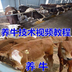 养牛养羊视频教程疾病防治挤奶牛场建设放牧饲养猪技术全套发育-筠熙虚拟仓